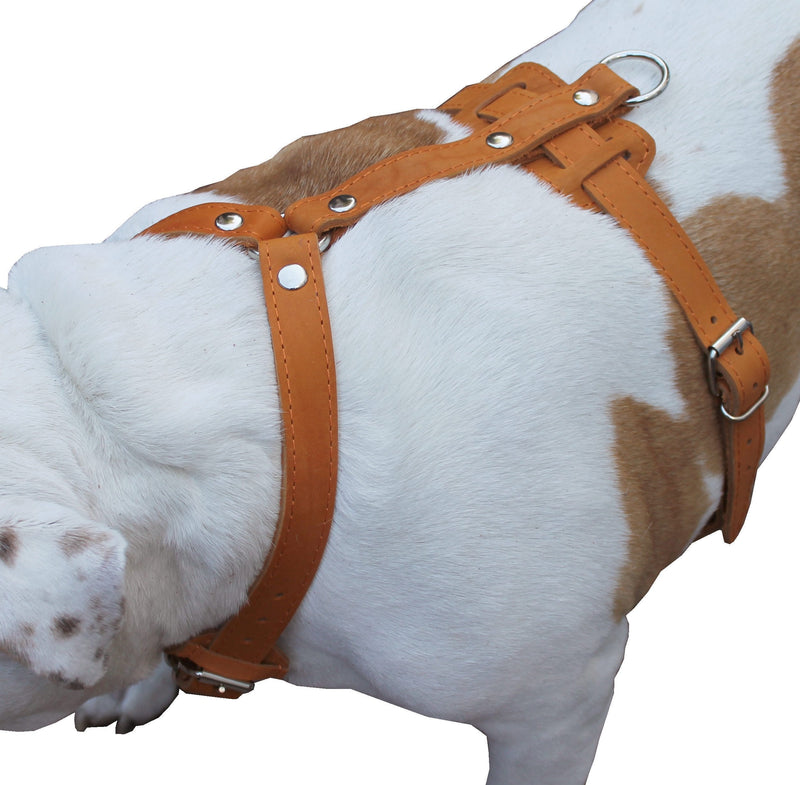 [Australia] - Genuine Leather Dog Harness, 33"-41" Chest, 1" Wide Straps Newfoundland, Great Dane 