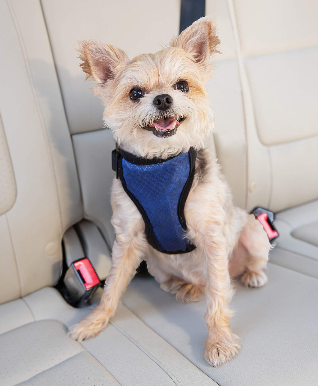 [Australia] - PetSafe Deluxe Car Safety Dog Harness, Adjustable Crash-Tested Dog Harness, Car Safety Seat Belt Tether Included Small 