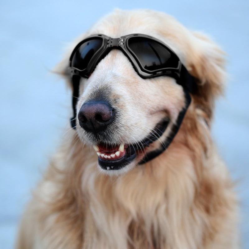 Enjoying Dog Glasses V-Type UV Protection Fashion Eyewear Goggles Large Black - PawsPlanet Australia