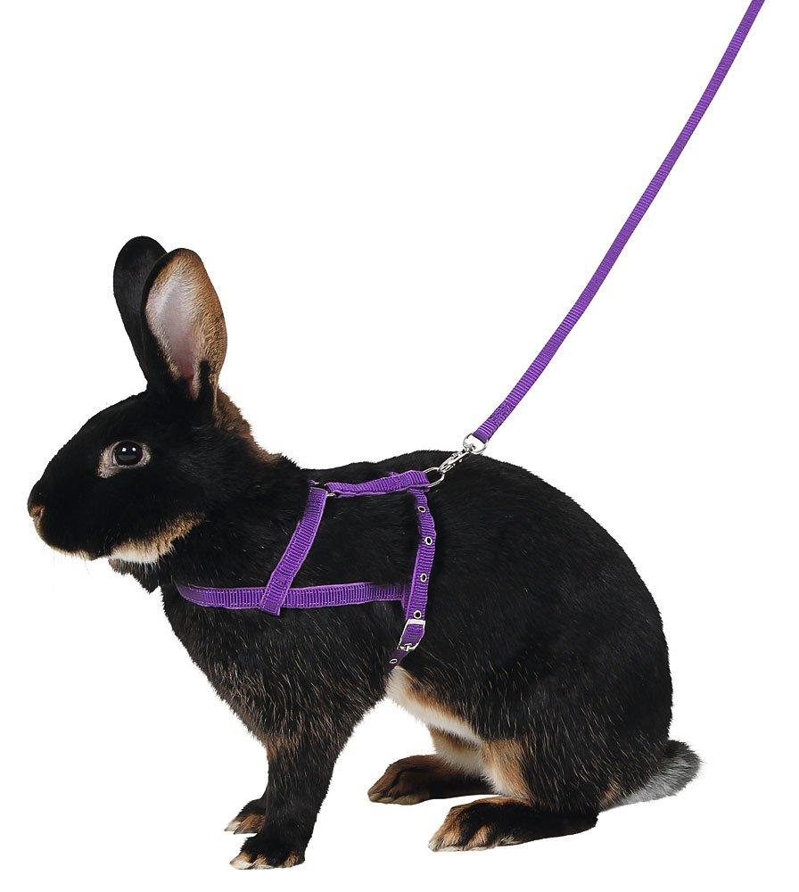 Kerbl Shoulder Harness Agility with Leash, Large, 2 m - PawsPlanet Australia