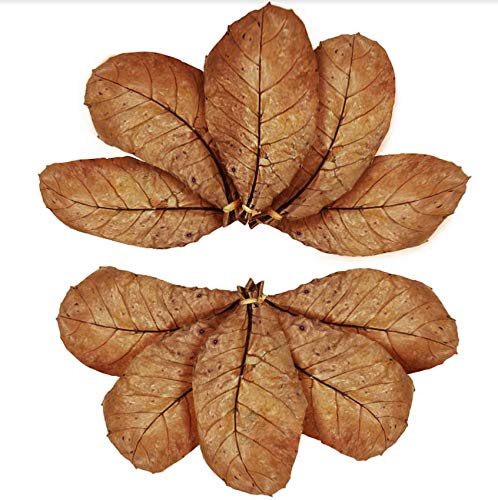 SunGrow Catappa Indian Almond Leaves, 8-Inches, for Freshwater Shrimps and Tropical Fish 10 Pcs/Pack - PawsPlanet Australia
