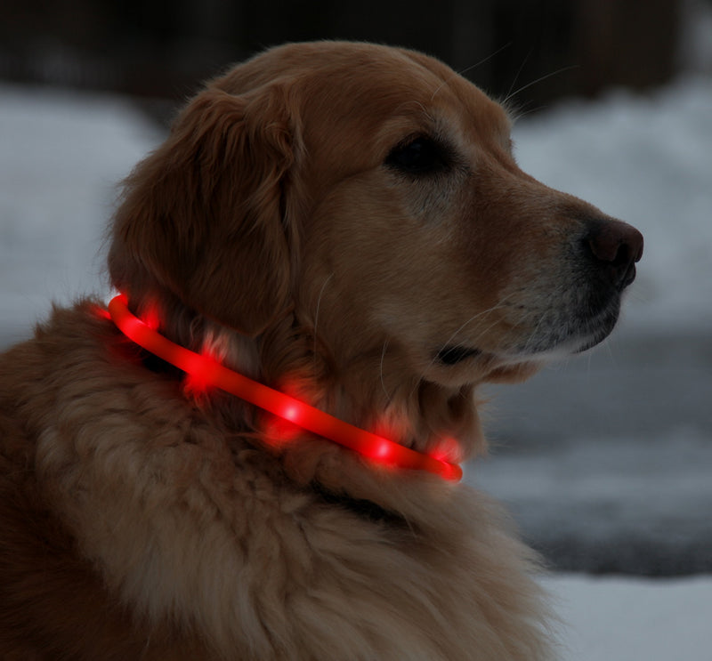 [Australia] - Floppy Ears Design USB Rechargeable LED Light-Up Safety Neck Loop, One Size fits dogs 13” to 24”, Orange 