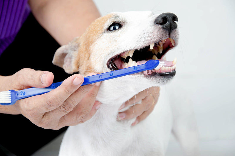 [Australia] - Duke's Pet Products Two-Piece Dog Toothbrush Set: Double Sided Canine Dental Hygiene Brushes with Long 8 1/2 Inch Handles and Super Soft Bristles 