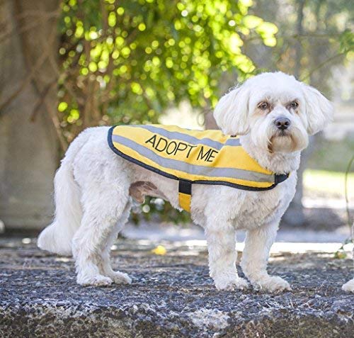 [Australia] - Dexil Limited Adopt ME Yellow Warm Dog Coats S-M M-L L-XL Waterproof Reflective Fleece Lined Donate to Your Local Charity (S-M Back 12" S-M Back 12" (30cm) 