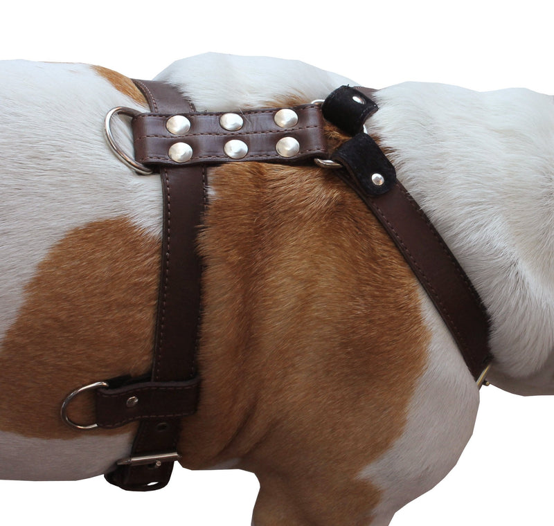 [Australia] - Genuine Leather Dog Harness Medium to Large 25"-32" Chest, 1" Wide Adjustable Straps Brown 