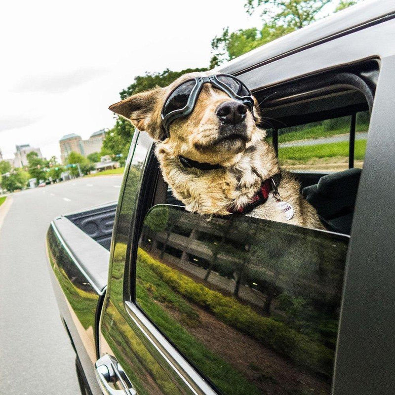 [Australia] - PETLESO Large Dog Goggles Eye Protection Pet Sunglasses for Medium Large Dog Black 