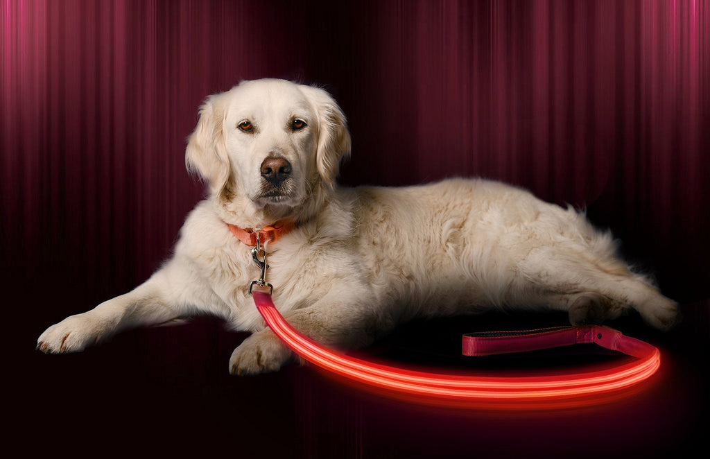 Illumiseen LED Dog Leash - USB Rechargeable - Available in 6 Colors & 2 Sizes - Makes Your Dog Visible, Safe & Seen 4 Feet Cotton Candy Pink - PawsPlanet Australia