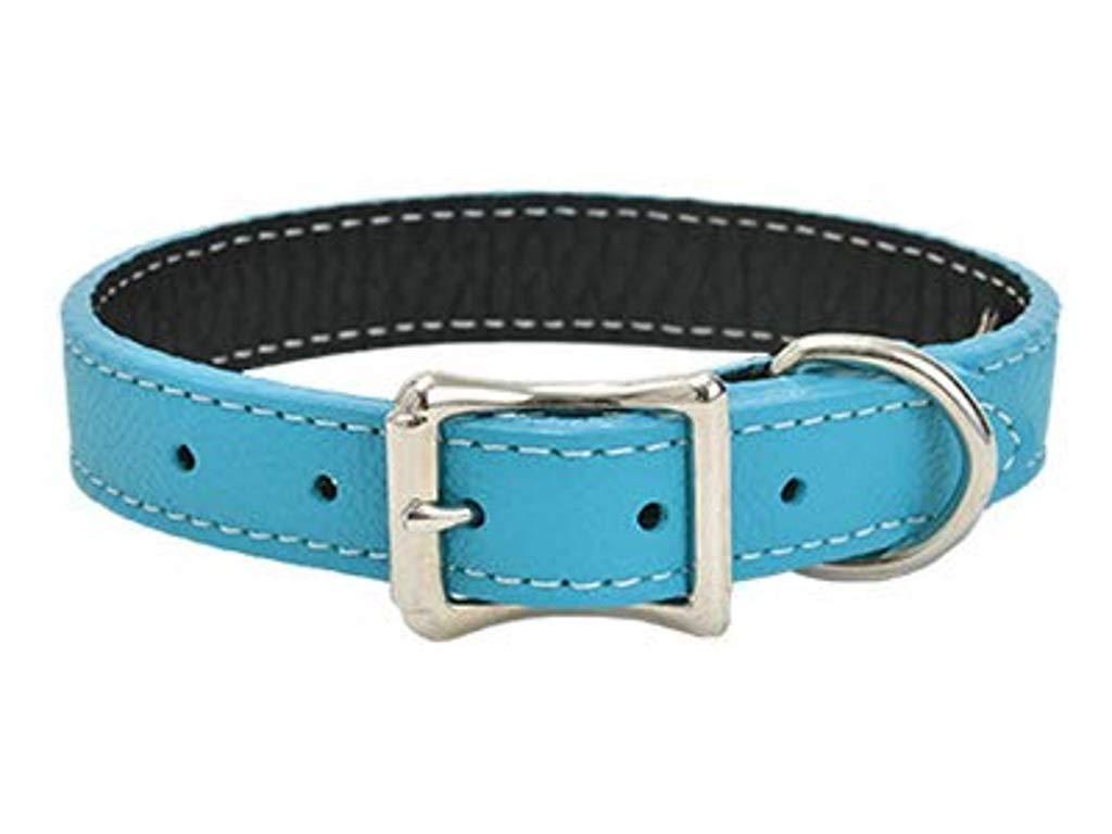 [Australia] - Tuscan Leather Dog Collar by Auburn Leather - Turquoise 