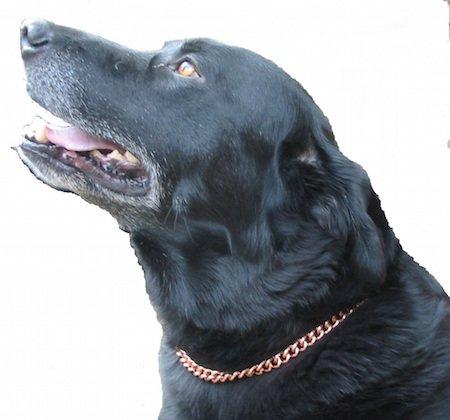 [Australia] - ProExl Copper Magnetic Therapy Dog Collars Made to Measure in Solid Copper with Magnets 22 inches 