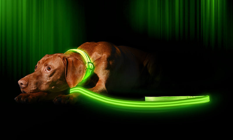 Illumiseen LED Dog Leash - USB Rechargeable - Available in 6 Colors & 2 Sizes - Makes Your Dog Visible, Safe & Seen 6 Feet Neon Green - PawsPlanet Australia