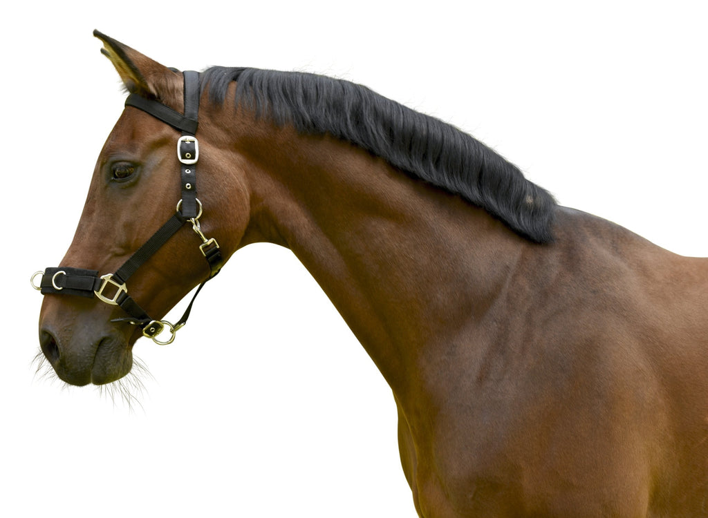 Kerbl Plastic Lunging Headcollar Black Warmblood - PawsPlanet Australia