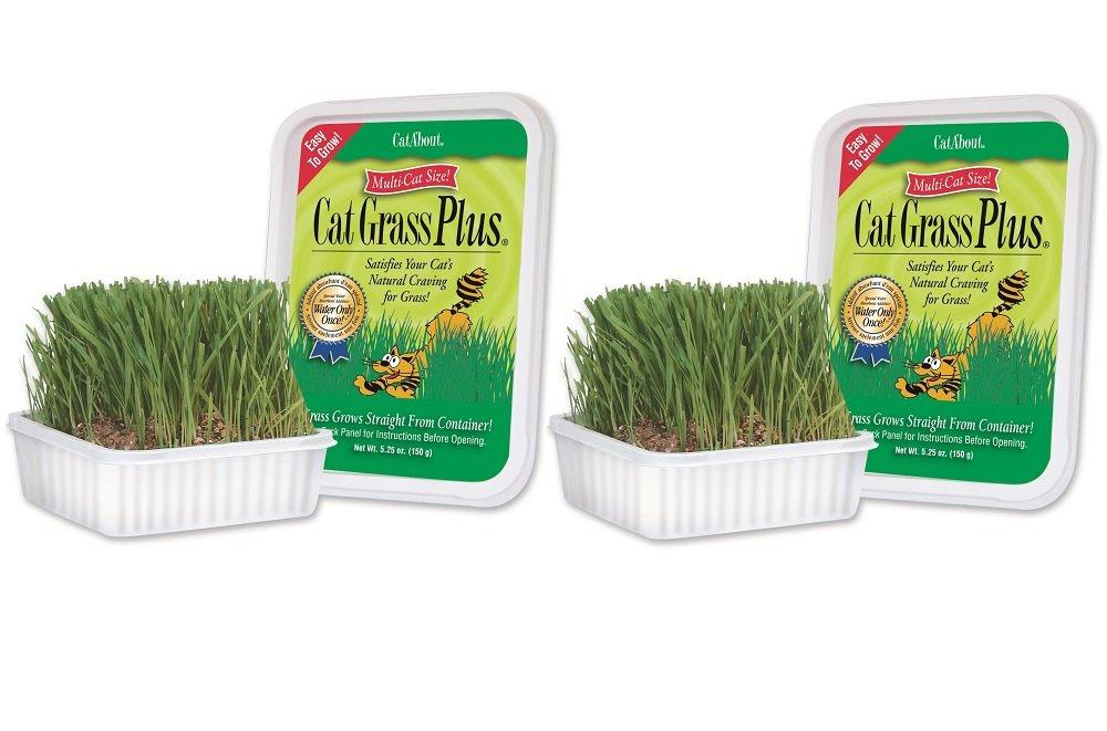 Miracle Care – CatAbout Easy to Grow Cat Grass Plus Container, Multi-Cat Size – 150 Grams (2 Pack) - PawsPlanet Australia