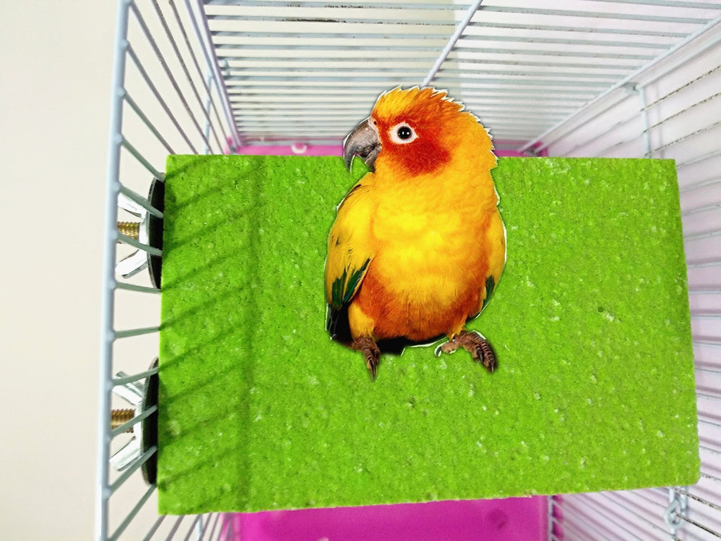 [Australia] - Hypeety Colorful Bird Perch Cage Stand Platform for Parrot Macaw African Greys Budgies Parakeet Cockatiels Natural Wood Board Safe Paw Grinding Clean Cage Toy (Random Color) B 