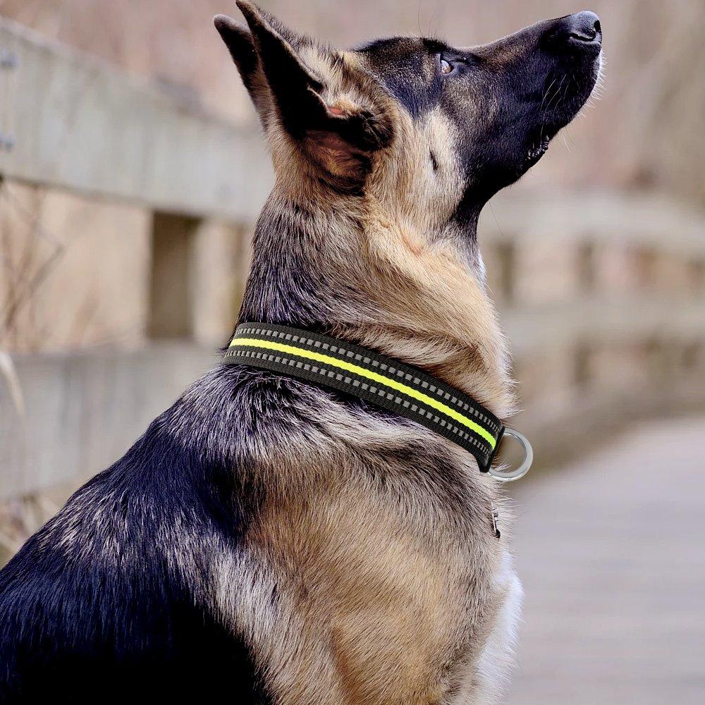 [Australia] - Vizbrite Dog Collar, Night Reflective Nylon Pet Collar, Ajustable Dog Collar for Small Medium Large X-Large Dog Large[13.2-20.1 inch/33.6-51 cm] Green/Black 