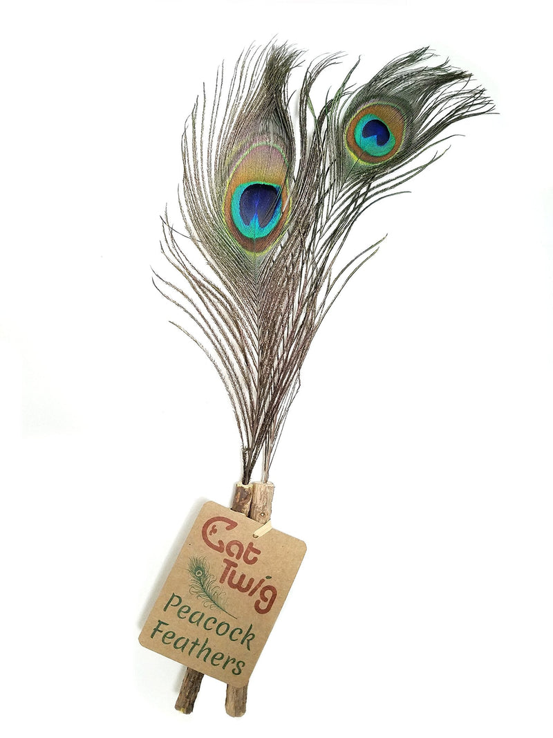 [Australia] - CatTwig Peacock Feather 