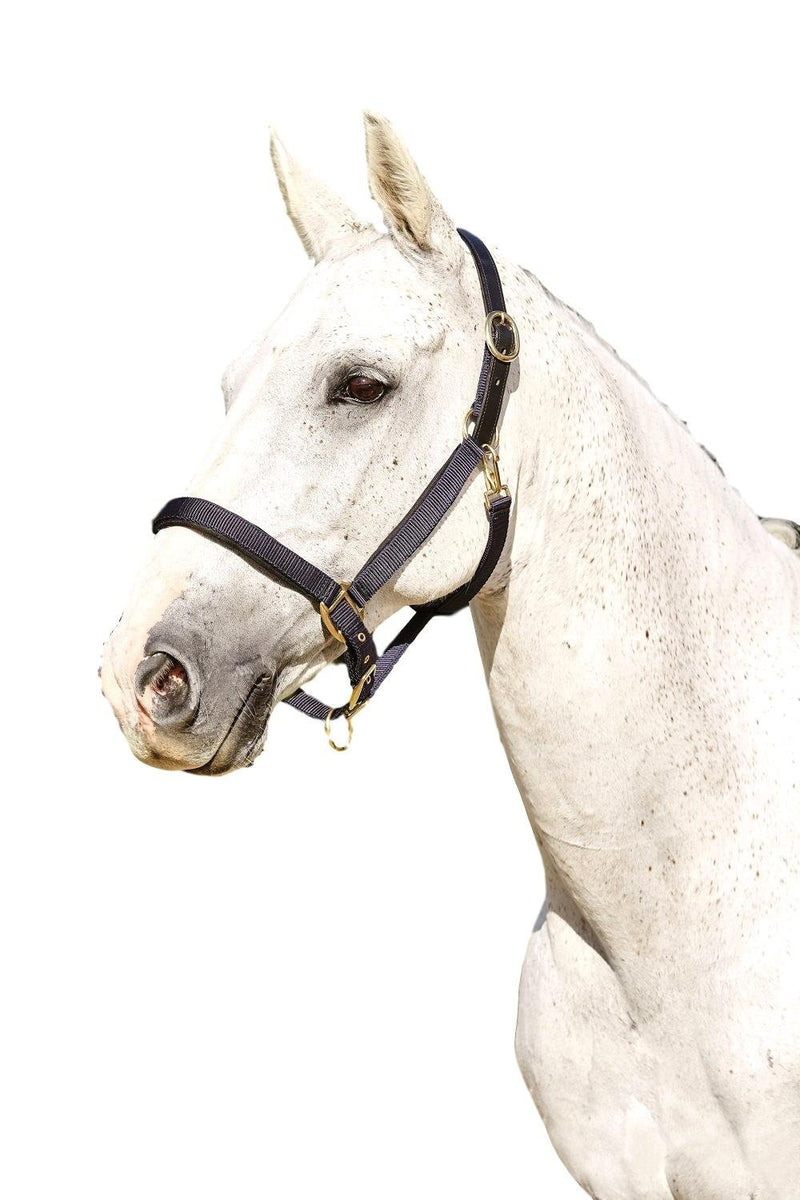 Horze Kincade Deluxe Webbed Headcollar with Leather Crown, Navy, Full - PawsPlanet Australia