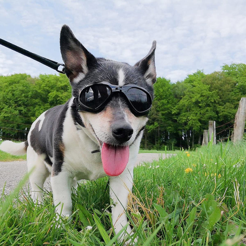PEDOMUS Dog Goggles Dog Sunglasses Adjustable Strap for UV Sunglasses Waterproof Protection for Dogs BLACK - PawsPlanet Australia