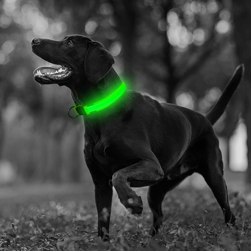 Illumifun LED Dog Collar, USB Rechargeable Nylon Webbing Adjustable Glowing Pet Safety Collar, Reflective Light Up Collars for Your Dogs Small Collar [15-18.9inch/38-48cm] Green3 - PawsPlanet Australia