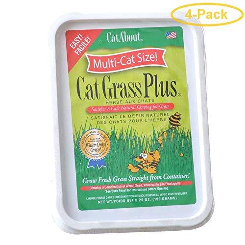 [Australia] - Gimborn Cat Grass Plus 5 oz Tub - Pack of 4 