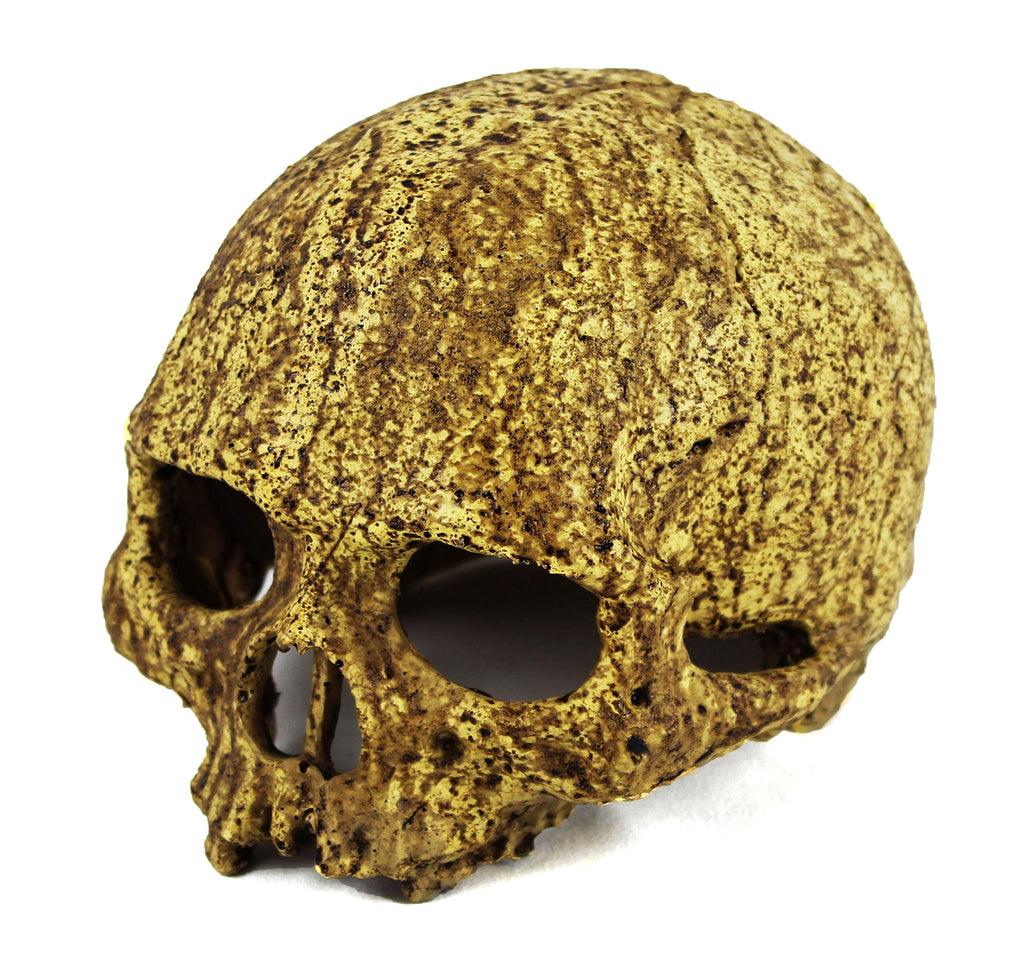 [Australia] - Pangea Human Skull Cave 