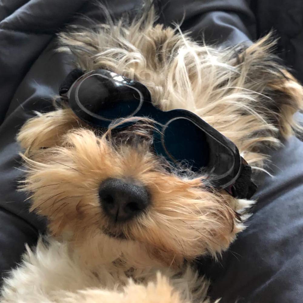 [Australia] - JJunLiM Small Dog Goggles Sunglasses - Small Breeds Dogs BLACK 