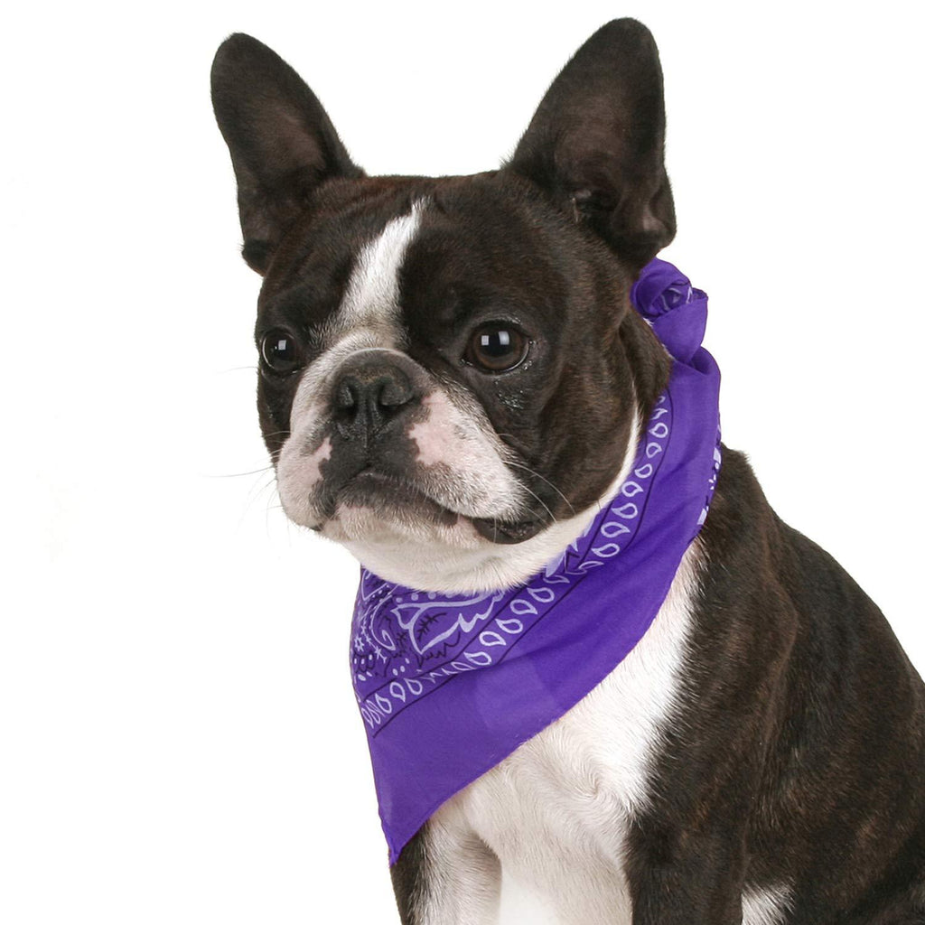 [Australia] - Qraftsy Paisley Cotton Pack of 6 Dog Bandana Triangle Shape - Fits Most Pets Purple 