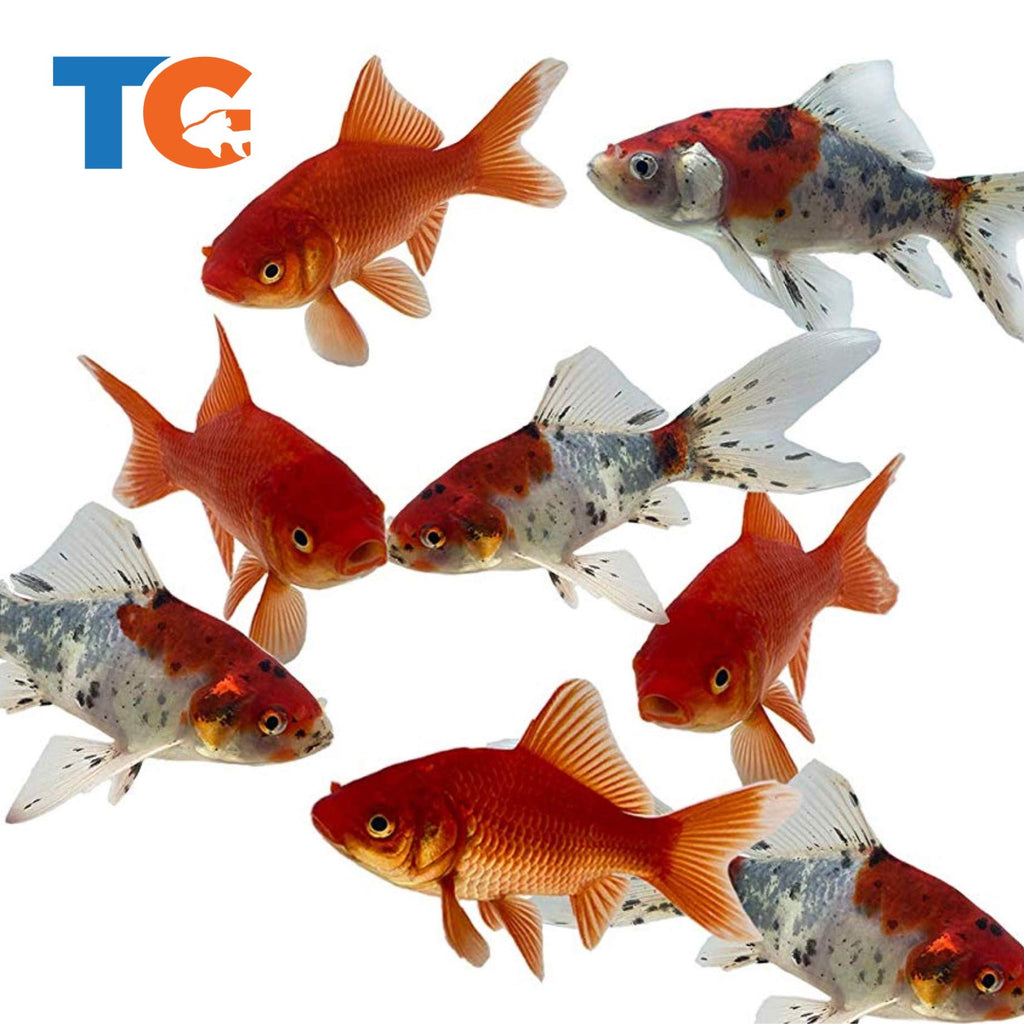 [Australia] - Toledo Goldfish Live Shubunkin and Comet Goldfish Combo for Ponds or Aquariums – USA Born and Raised – Live Arrival Guarantee 4 to 5 inches 6 Fish (3 of each) 