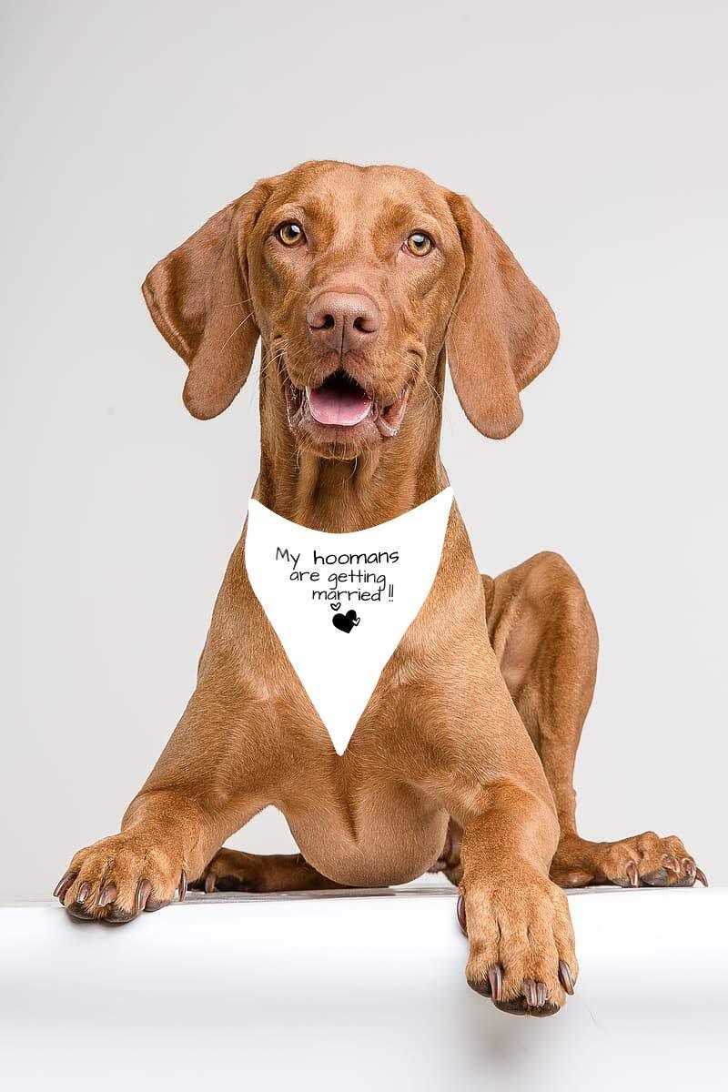 [Australia] - Non-Choke My hoomans are Getting Married Bandana for Dogs Wedding and Engagement Gift 
