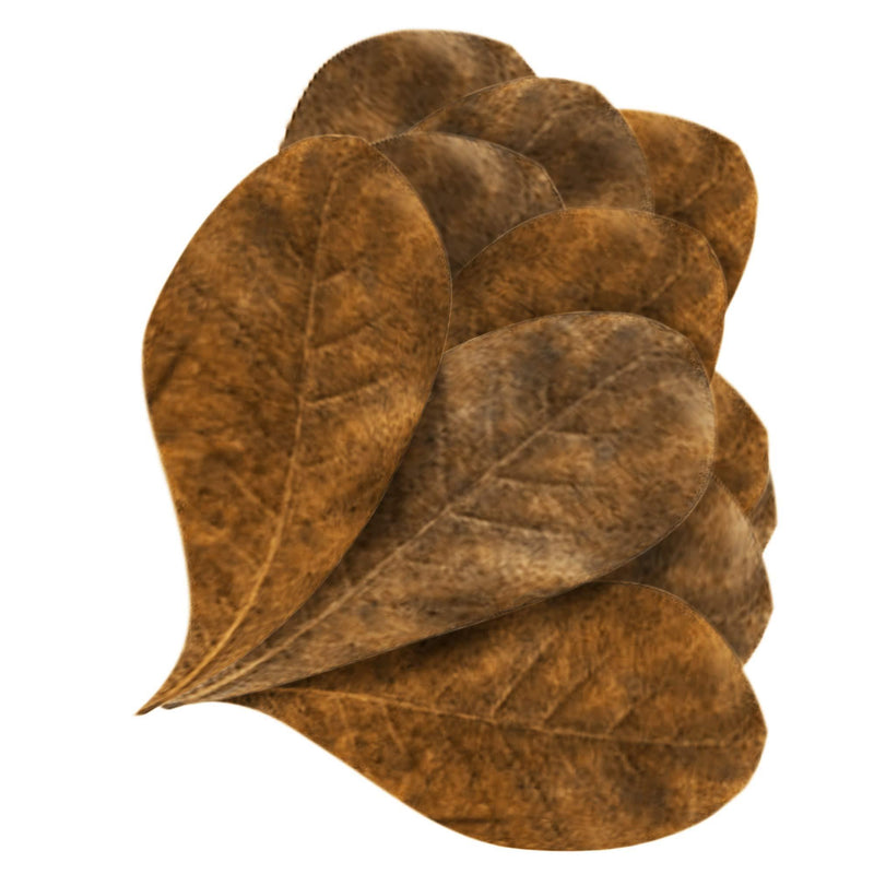 [Australia] - JOR Mini Catappa Indian Almond Leaves, Create Realistic River Habitat, Reduce Stress, Loved by Bettas and All Tropical Fish 60 Pieces 