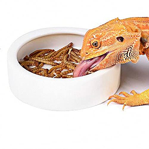 RunXF Reptiles Bowl Ceramics Dish Round Feeder Anti-Escape Breadworm Plate with Deep Edge for Lizard Gecko Tortoise (S), large rock feeder S - PawsPlanet Australia