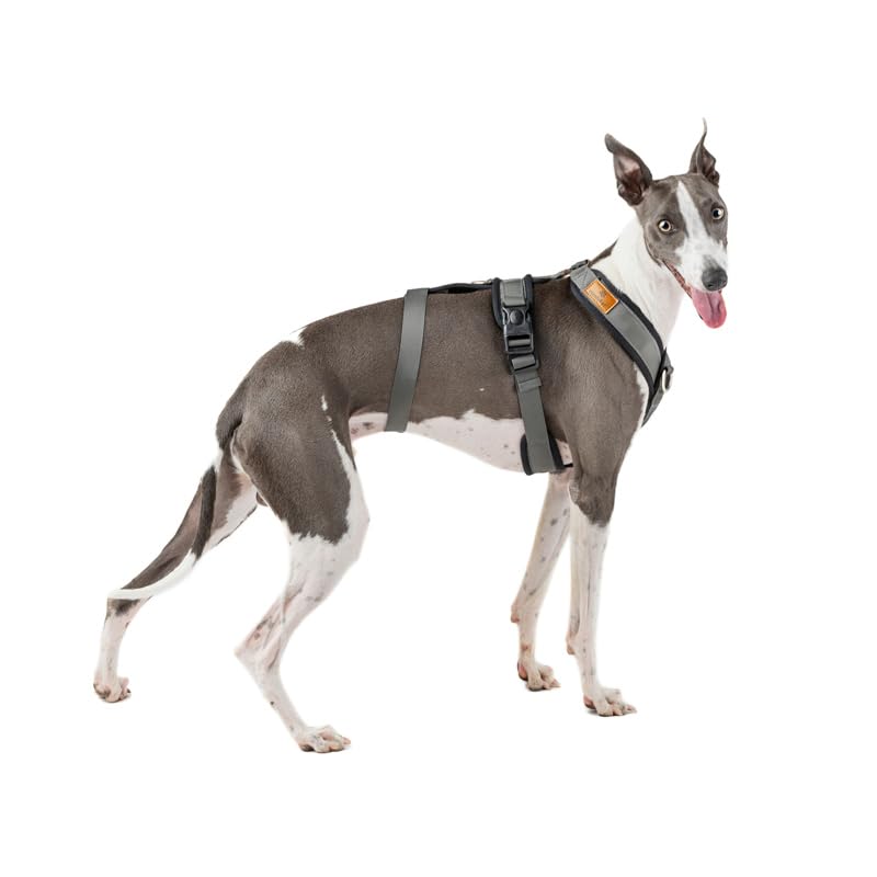 3-Point Anti-Escape, Anti-Pull Harness - Ideal for Sighthounds: Italian Greyhound, Whippet, Greyhound, Podenco - Safe, Breathable, and Durable - Perfect for Walking and Running, Antracita, S - PawsPlanet Australia