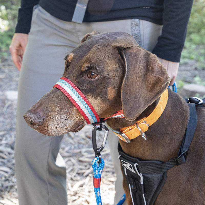 Kurgo Walk About halter for dogs with a neck circumference of 12 to 19 inches, size M, red/blue medium (12 to 19 inch neck) red/blue - PawsPlanet Australia