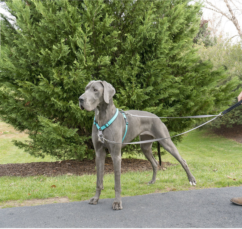 [Australia] - PetSafe Two Point Control Leash, Padded Handle and Reflective Nylon Add Comfort and Security, 360 Swivel Offers No Tangle, Converts to Single Four Foot Leash for One Pet 3/4 in. Wide Leash 