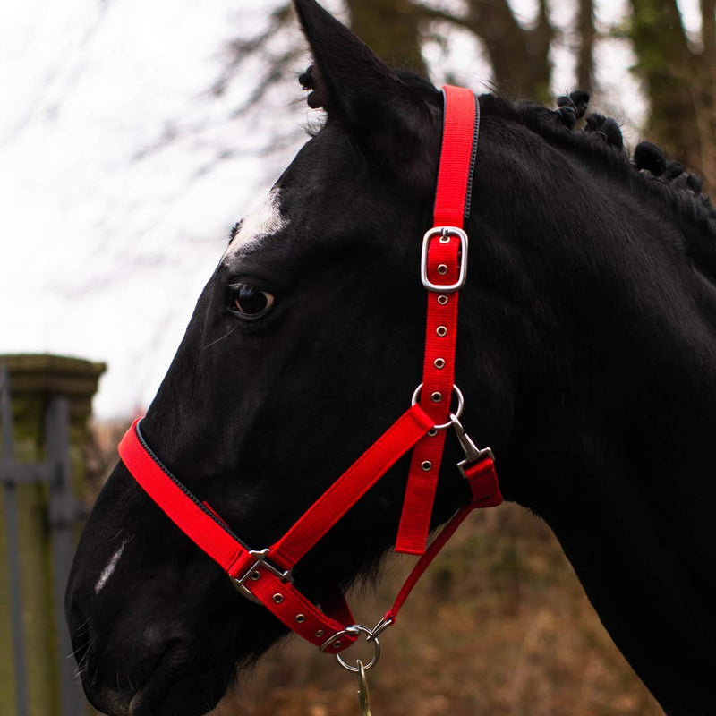 Pferdelinis Halter for Warmblood, Thoroughbred, Coldblood, Pony - Stable Halter, Pasture Halter, 2-Way Adjustable Pin Buckles, Safe & Tear-Resistant (Red, Thoroughbred (Cob)) Red Thoroughbred (Cob) - PawsPlanet Australia