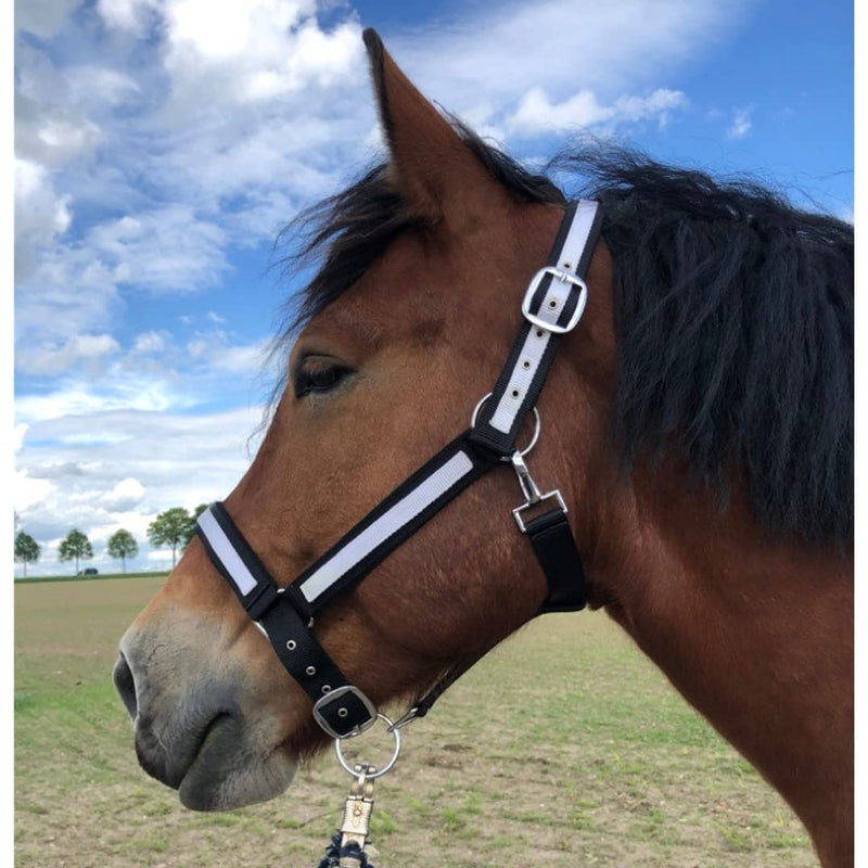 Halter for horses cold blood | Halter xxfull, stable halter| Halter adjustable 2 compartments on chin strap & headpiece (black-white, XXFull (cold blood)) black-white XXFull (cold blood) - PawsPlanet Australia