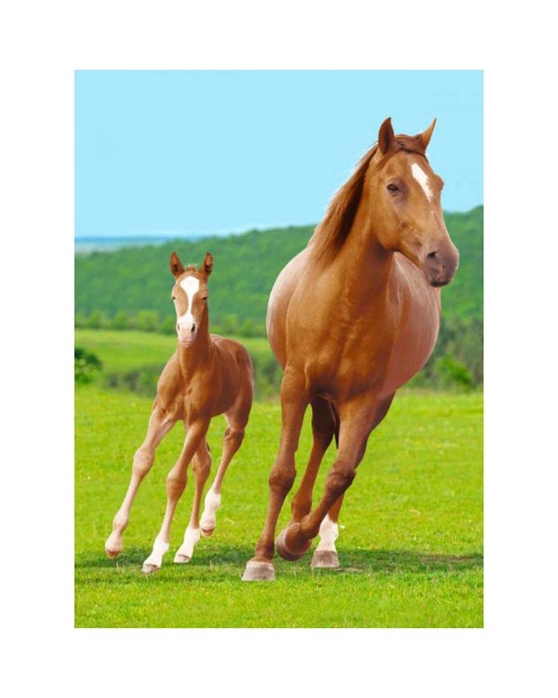 BrandMac cuddly blanket microfiber fleece blanket with horse and foal 100 x 140 cm - PawsPlanet Australia