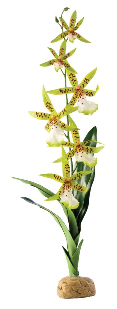 Exo Terra Spider Orchid - PawsPlanet Australia