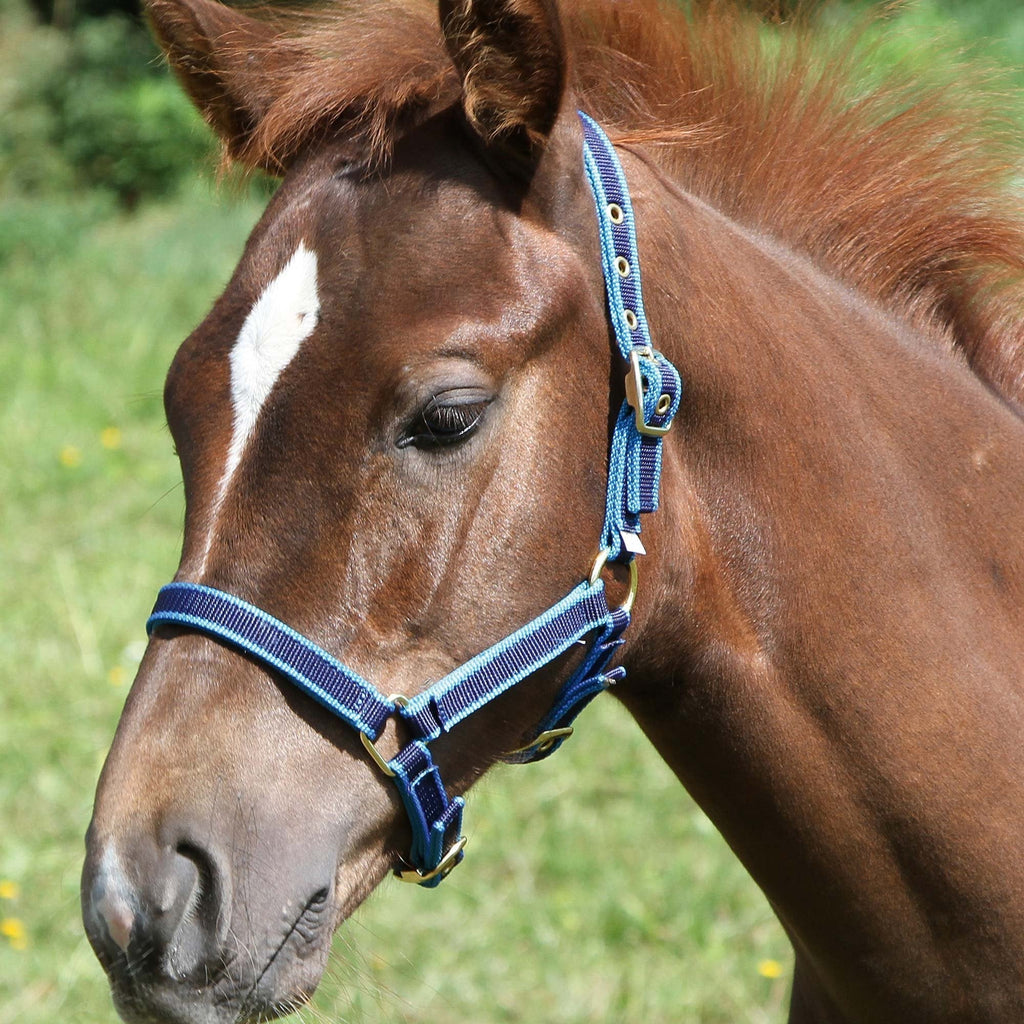 Kerbl Adjustable Foal Head Collar - Red - PawsPlanet Australia