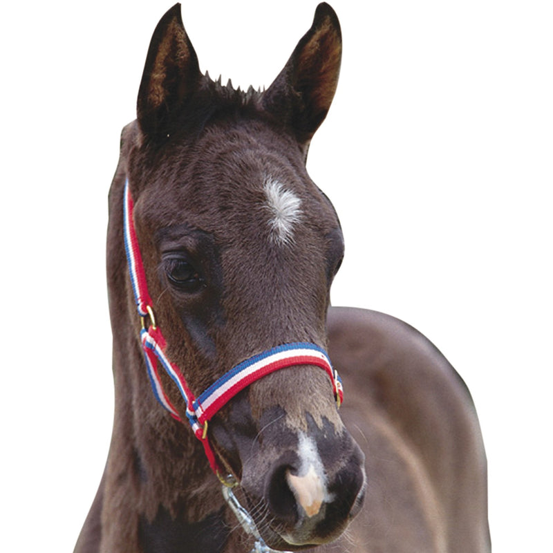 Roma Foal Headcollar Red/White/Blue - PawsPlanet Australia