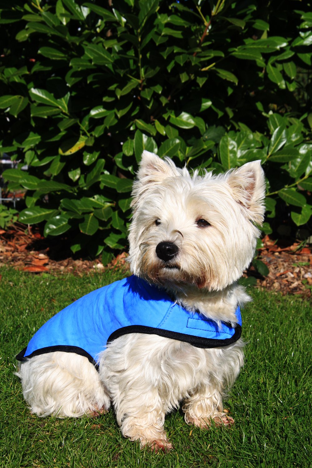 Prestige Cool Coat for Dogs, S, Blue - PawsPlanet Australia