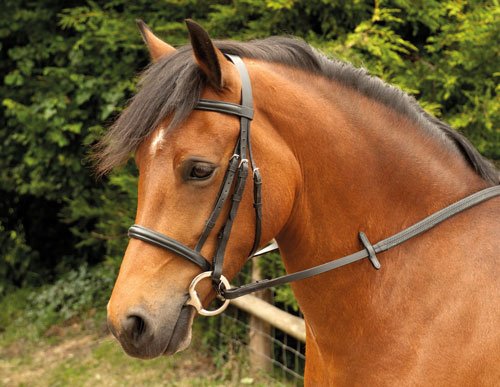 Windsor Equestrian Horses Bridle  Black  Cob - PawsPlanet Australia