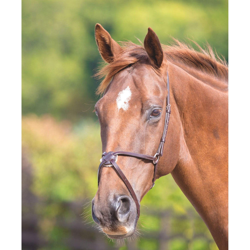 Shires Blenheim Mexican Noseband Black Full - PawsPlanet Australia