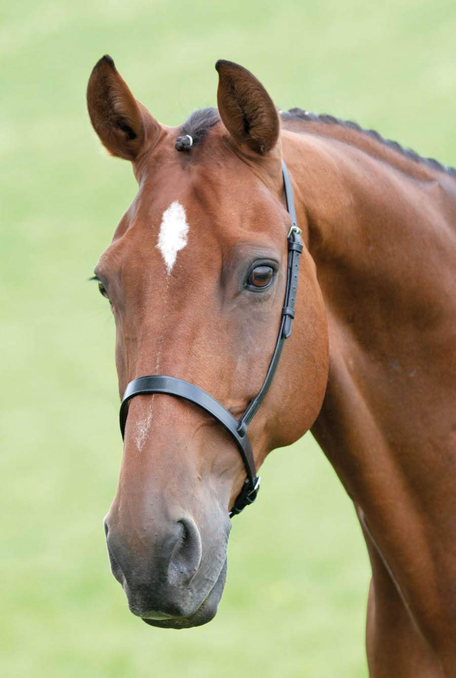 Shires Blenheim Cavesson Noseband-Black Cob - PawsPlanet Australia