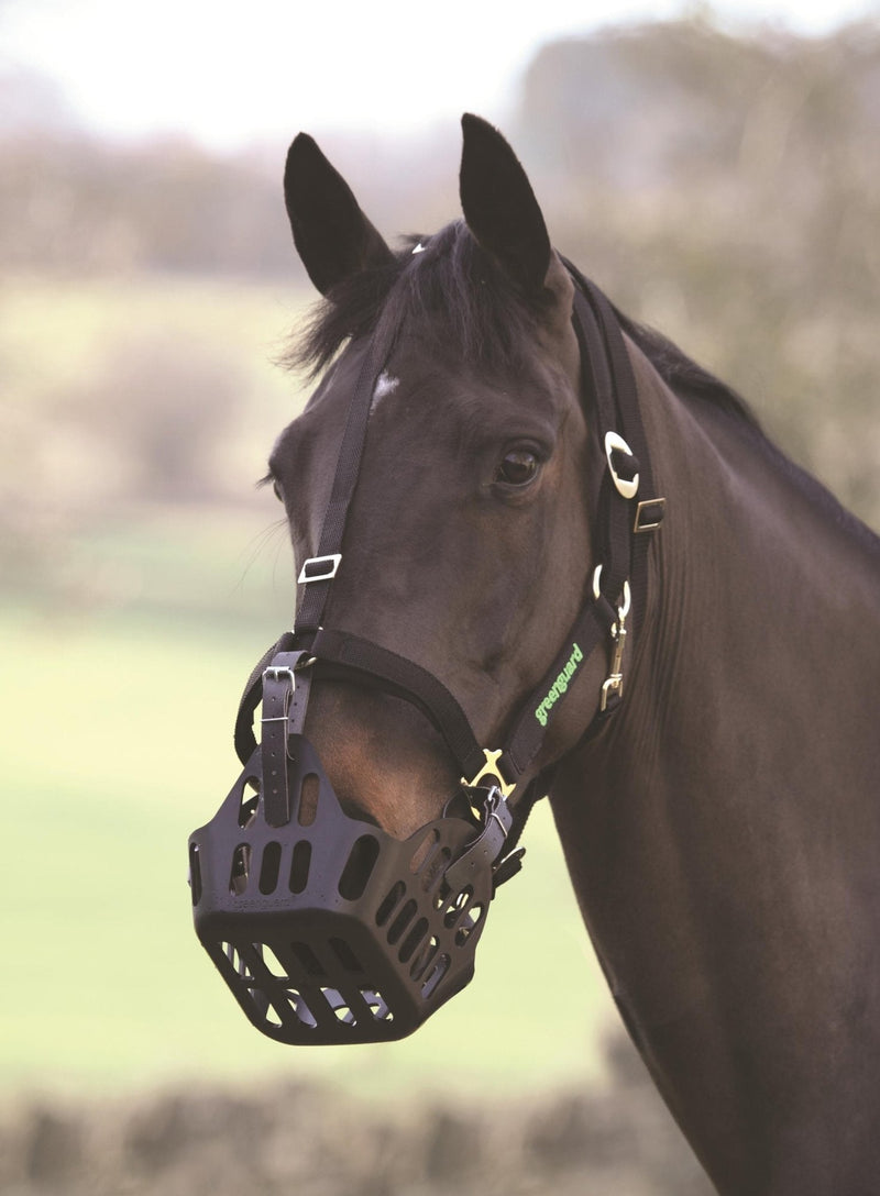 Greenguard Headcollars Black Small Pony - PawsPlanet Australia