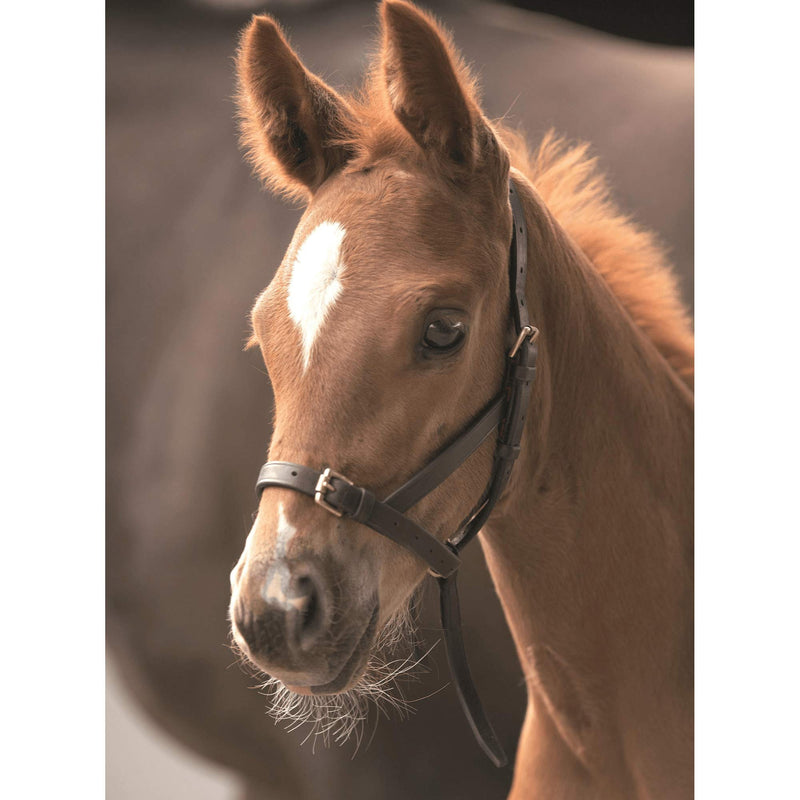 Shires Havana Blenheim Leather Foal Slip - PawsPlanet Australia