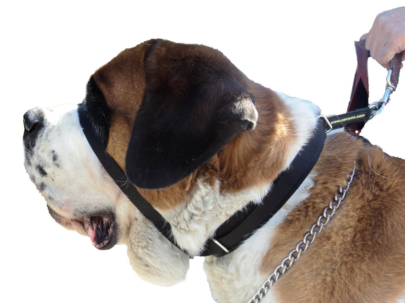 Canny Collar - The Canny Colossus Dog Collar For Large Breed Dogs, Simple And Effective Help With Dog Training To Stop Your Large Breed Dog From Pulling On The Lead - PawsPlanet Australia