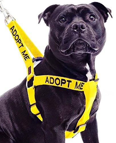 ADOPT ME (I Need A New Home) Yellow Colour Coded Non Pull L-XL Dog Harness PREVENTS Accidents By Warning Others Of Your Dog In Advance - PawsPlanet Australia