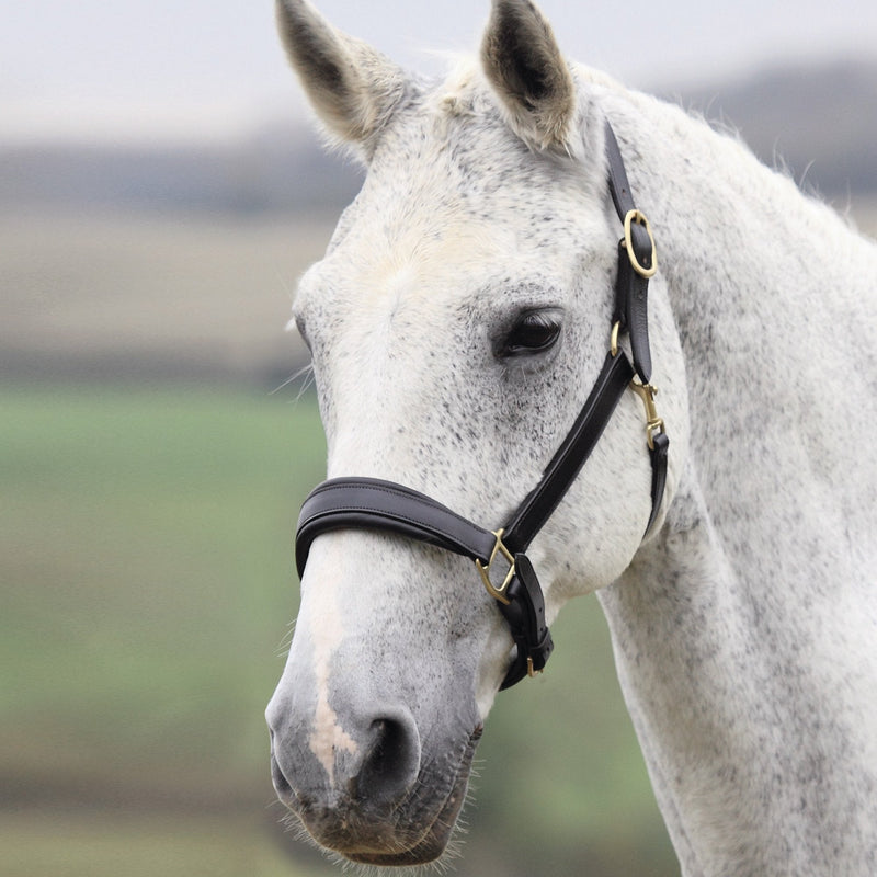 Shires Blenheim Leather Travel Headcollar-Black Pony - PawsPlanet Australia