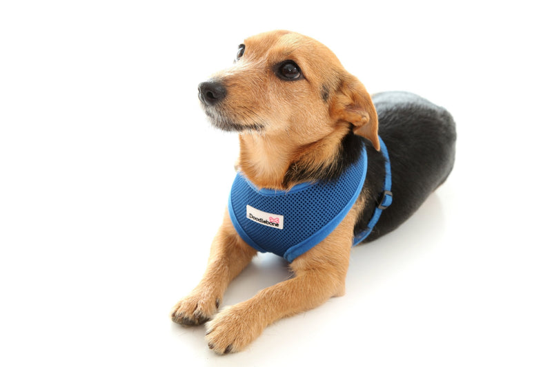 Doodlebone Airmesh Dog Harness, Blue, X-Small - PawsPlanet Australia