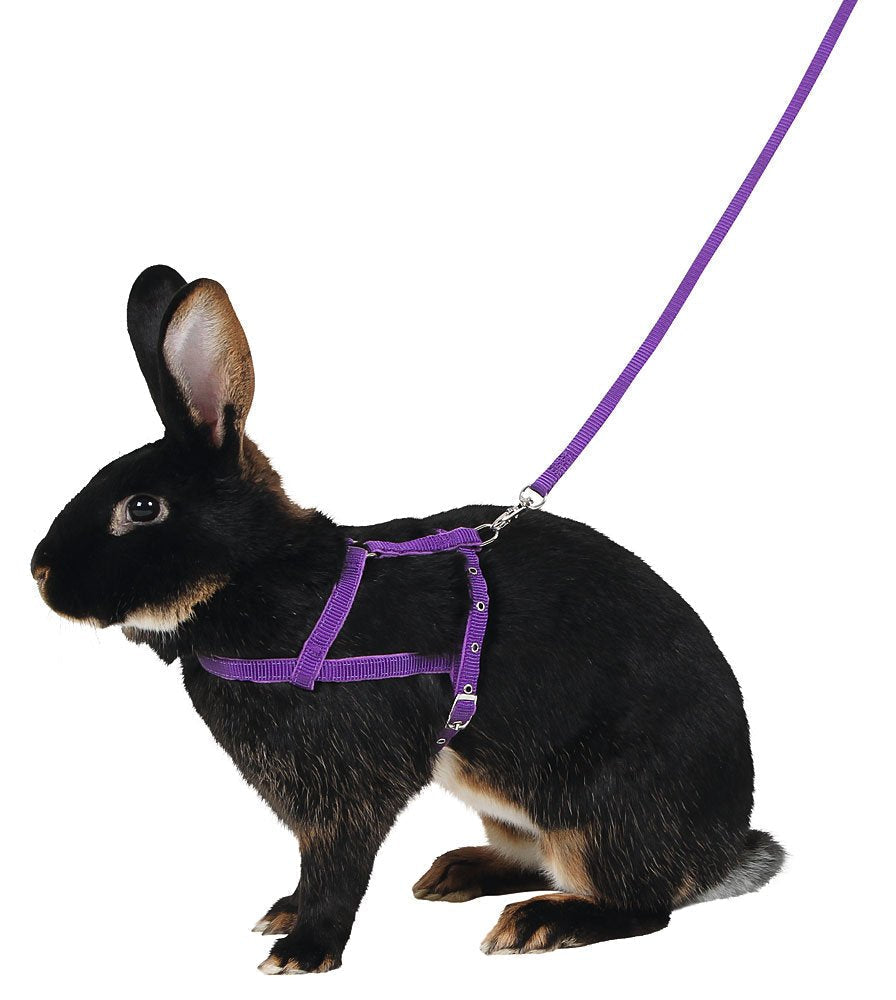 Kerbl Shoulder Harness Agility with Leash, Medium, 2 m - PawsPlanet Australia